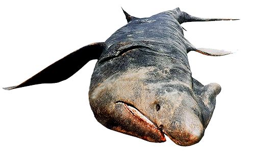 Cetorhinus maximus_2228.jpg